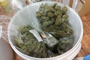 Piscy policjanci zabezpieczyli blisko 8,5 kilograma marihuany 