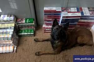 Pies doprowadził ich do papierosów na Zatorzu w Olsztynie