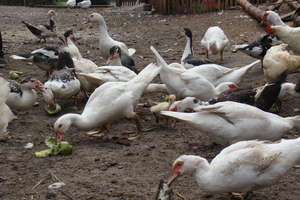 Powiat nidzicki zagrożony ptasią grypą