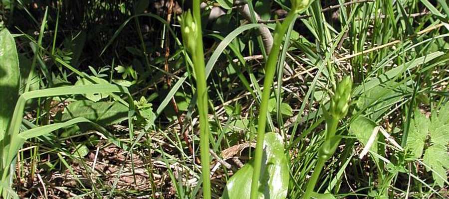 Podkolan zielonawy, roślina chroniona w rezerwacie Mokre