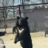 Niedźwiedź w parku przyrodniczym w Pekinie próbował dostać się do samochodu turystów