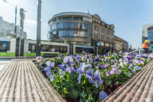 Kwiaty ozdobią centrum Olsztyna