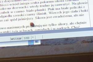 Biedronka na komputerze, czyli wiosna czai się za oknem