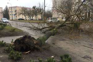 Przewrócone drzewo blokuje ul. Boenigka w Olsztynie