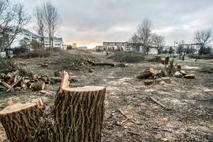 Po kolejnym posiedzeniu Sejmu skończy się masowa rzeź drzew?