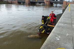 Dwie interwencje strażaków nad rzeką Elbląg. Martwy dzik i pies w wodzie