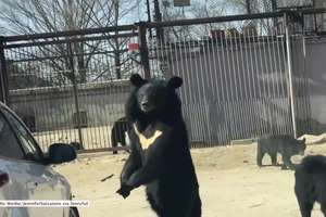 Niedźwiedź w parku przyrodniczym w Pekinie próbował dostać się do samochodu turystów