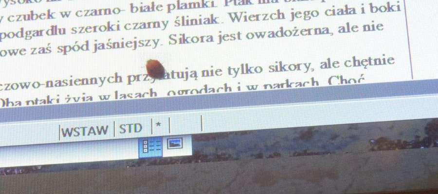 Biedronka uważnie przeczytała mój tekst