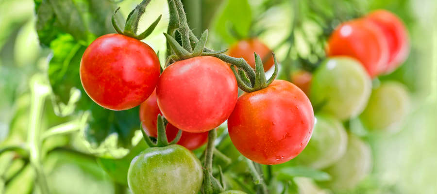 Pomidory czy ogórki z własnego ogródka to marzenie niejednego z nas