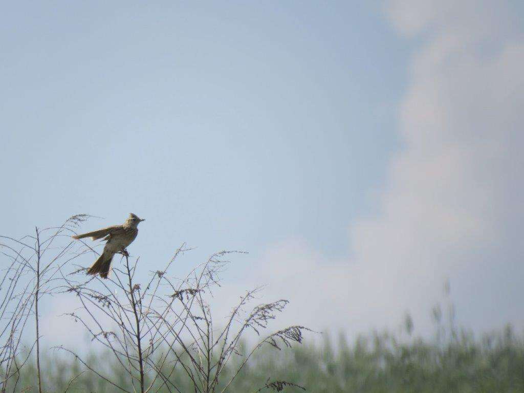 Wiosenne trele skowronka polnego - full image