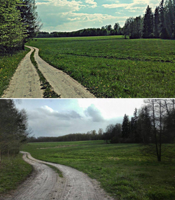 Grudzki las latem (górne zdjęcie) i wiosną.