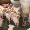 Do 7 kwietnia przyjmowane są wnioski o specjalną pomoc dla hodowców świń i producentów mleka