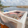 Hodowcy ryb już mogą składać w ARiMR wnioski o dofinansowanie