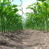 Zwalczanie chwastów w kukurydzy
