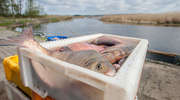 Hodowcy ryb już mogą składać w ARiMR wnioski o dofinansowanie