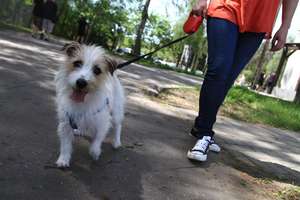 W Olsztynie powstanie nietypowy azyl dla psów. Będzie tor przeszkód i psia siłownia