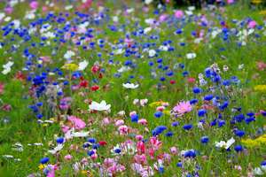 Zasiej kwiatki w Parku Modrzewie
