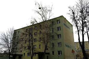 Chcemy ocalić brzozę przed wycięciem