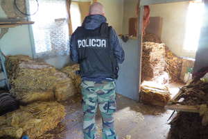 1,5 tony suszu, 700 paczek papierosów bez akcyzy oraz broń z nabojami znaleźli policjanci na posesji w gminie Świętajno