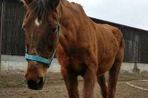 Ciężko chore konie z azylu w Nowakowie pilnie potrzebują pomocy