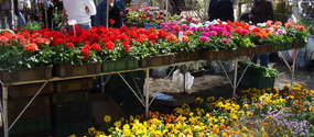 Ubiegłoroczna edycja wiosennych targów ogrodniczych przyciągnęła około 150 wystawców i ponad 20 000 zwiedzających