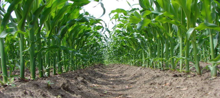 Priorytetem każdego producenta powinno być skuteczne wyeliminowanie roślin chwastów z plantacji, na samym początku wegetacji kukurydzy