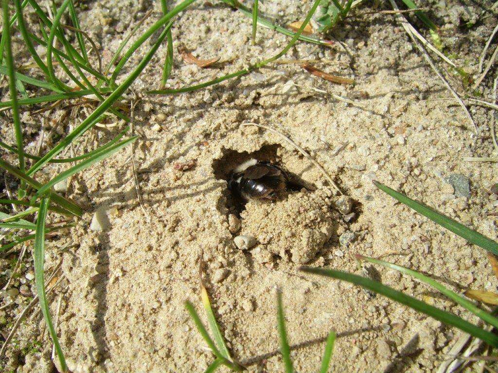 Pszczolinka kopie norkę i wyrzuca piasek za siebie - full image