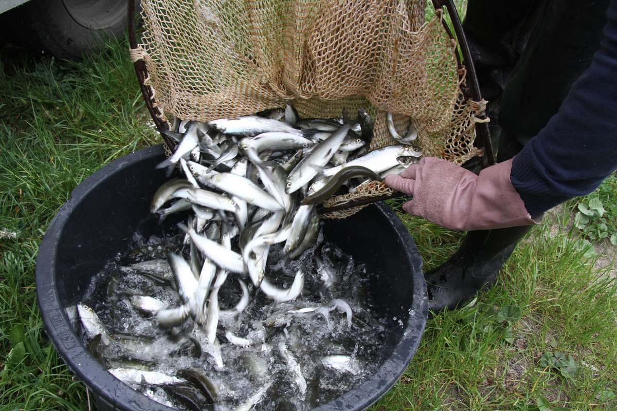Zarybianie w Szwaderkach

Okolice Szwaderek- Nz. pracownicy gospodarstwa rybackiego Szwaderki prowadzą zarybianie okolicznych jezior