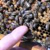 Upadki pszczół - pszczelarze biją na alarm