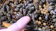 Upadki pszczół - pszczelarze biją na alarm