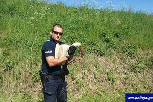 Węgorzewscy policjanci uratowali bociana