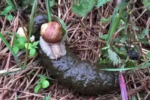 Co jedzą ślimaki winniczki?