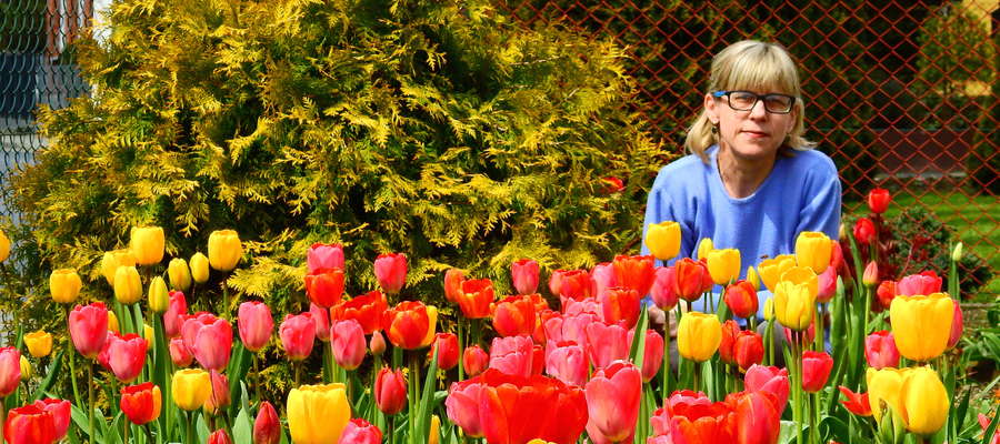 Pani Lucyna Jastrzębska z Nawry wśród tulipanów w przydomowym ogródku