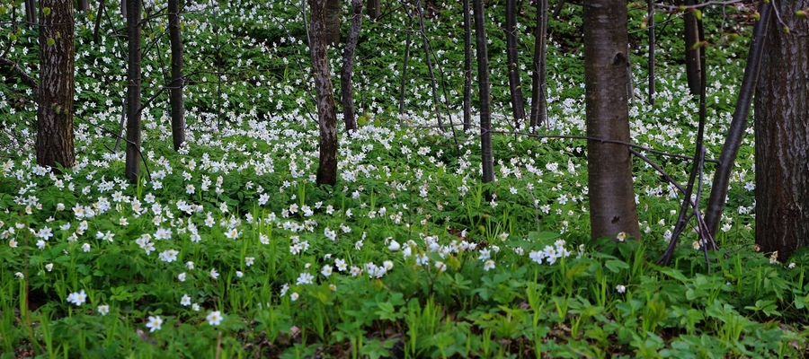 Kwitnące poszycie lasu koło Bisztynka