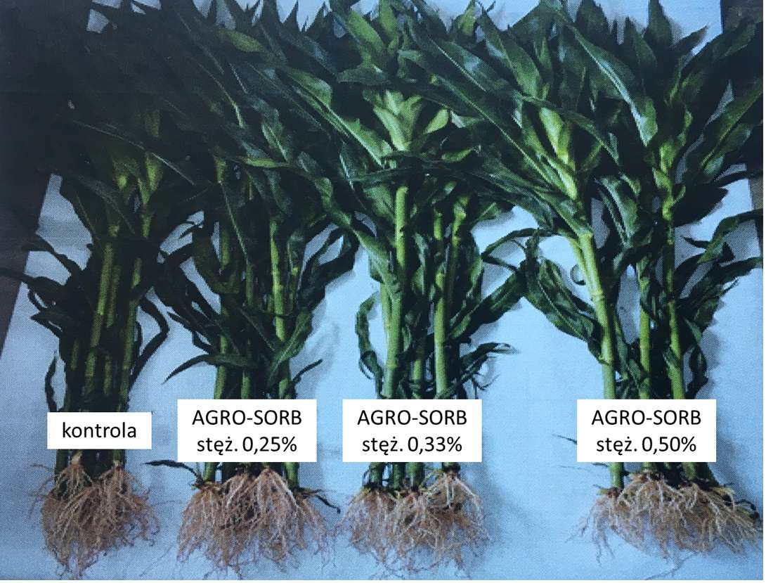 Zbiór pośredni roślin kukurydzy w dniu 27.06.2016 r. w ramach przeprowadzonych badań (IUNG-PIB Puławy, 2016). Kukurydza w fazie 8-9 liścia (18-19 wg. Skali BBCH), po 3 opryskach testowanym nawozem 