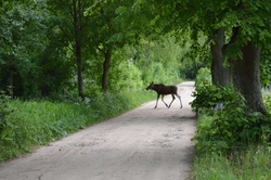 Młody łoś na spacerze w lesie między Bisztynkiem a Dąbrową.