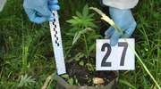 Plantacja marihuany w okolicach Pisza