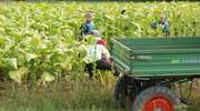Rolnictwo potrzebuje pracowników sezonowych