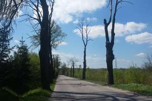 Martwe drzewa na drodze pod Olsztynem będą straszyć aż do jesieni