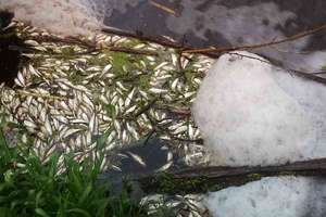 Martwe ryby znalezione w rzece pod Biskupcem. Pobrano próbki wody