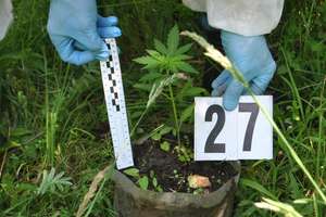 Plantacja marihuany w okolicach Pisza