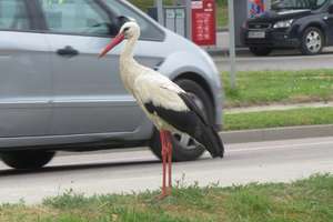 Mazury: Kle, kle autostop