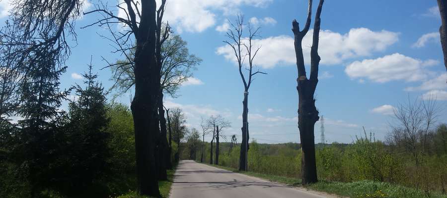 kikuty drzew, Nikielkowo