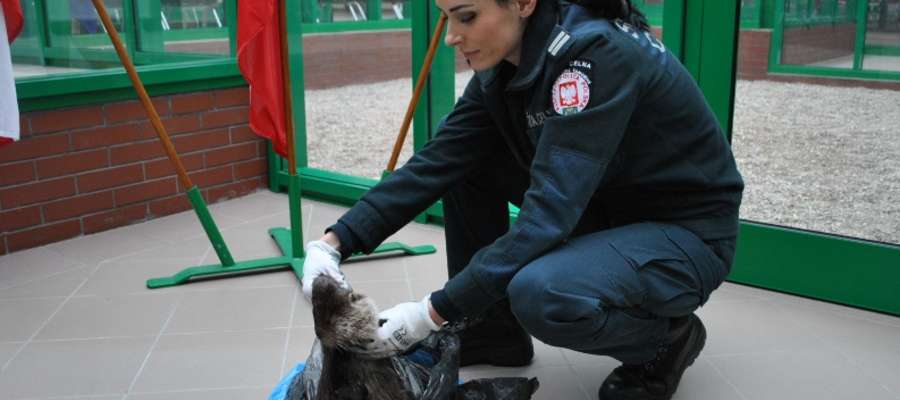 21 kwietnia, na przejściu granicznym w Grzechotkach funkcjonariusze udaremnili próbę wwiezienia skóry wydry,