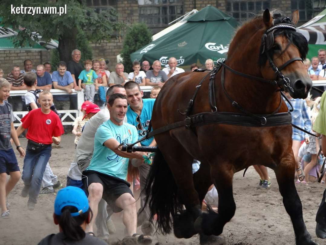 Czempionat koni ardeńskich na koniec gorącego weekendu - full image