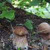 65-letni grzybiarz zgubił się w lesie