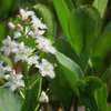 Bobrek trójlistny - atrakcyjna roślina błotna