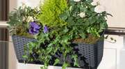 Jak zorganizować romantyczny ogród na balkonie lub tarasie