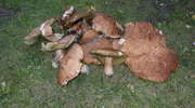 Gigantyczne grzyby w olsztyńskim lesie. Jeden z nich ważył ponad kilogram