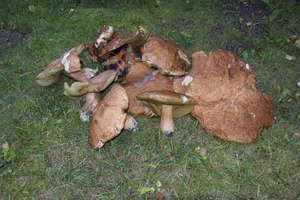 Gigantyczne grzyby w olsztyńskim lesie. Jeden z nich ważył ponad kilogram